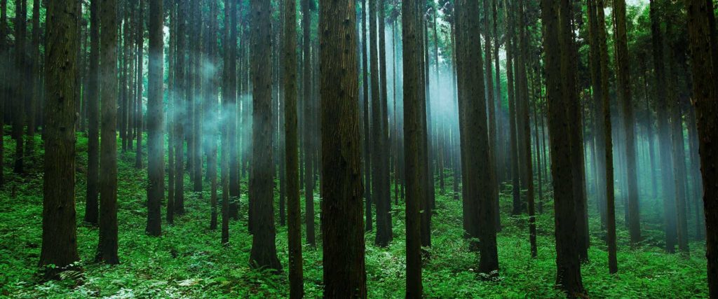 Foto di una foresta giapponese con molti alberi