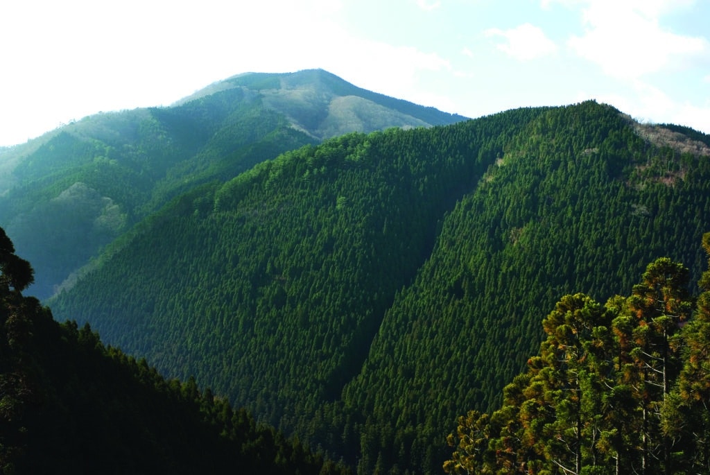 Foresta montuosa nel Giappone occidentale